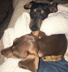 Dachshund Breed Information 3 Dachshund breed profile #1