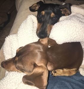 Dachshund breed profile #1