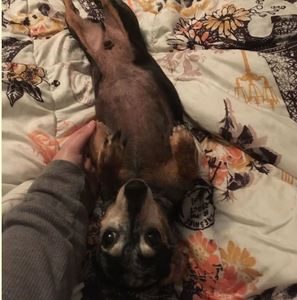 Dachshund Breed Information 4 Dachshund breed profile #2