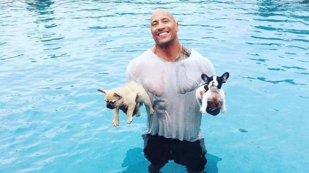 Dwayne Johnson with French Bulldogs