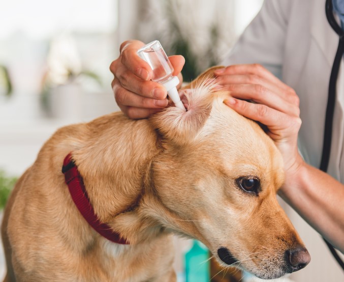 Ear infections in dogs