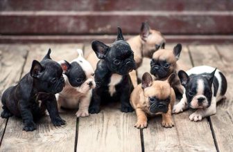 French Bulldog Breed Information