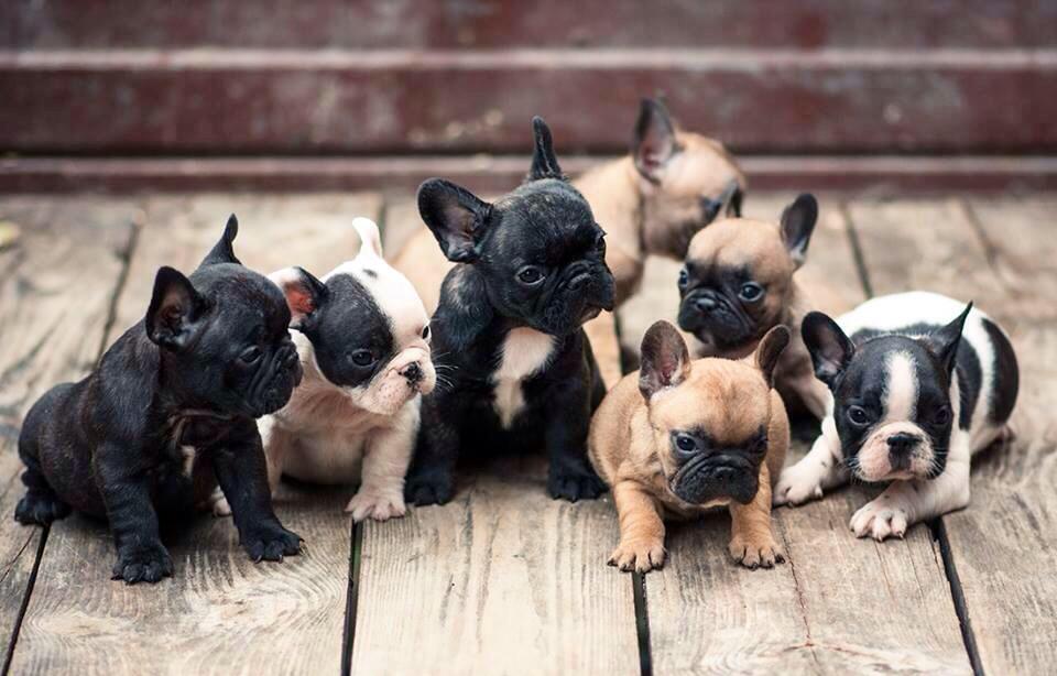 French Bulldog Breed Information