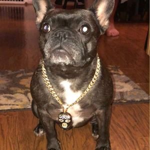 French Bulldog Breed Information 4 French Bulldog Breed Profile #1