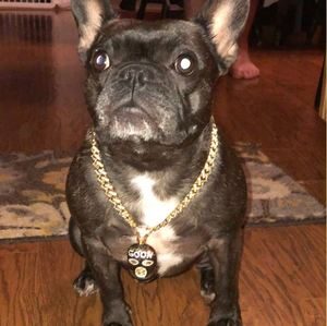 French Bulldog Breed Profile #1