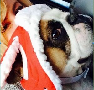 French Bulldog Breed Information 5 French Bulldog Breed Profile #2