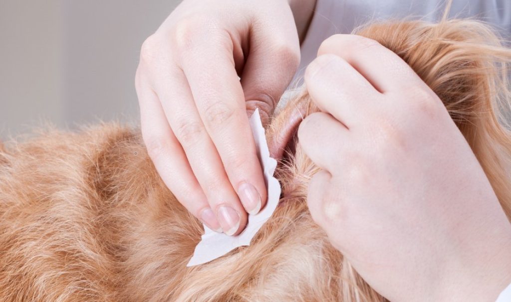 Treatment of ear infection in dogs