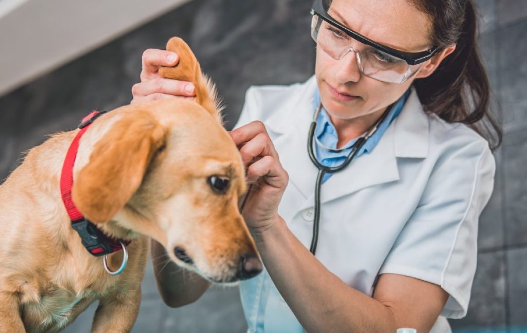 Types of ear infections in dogs