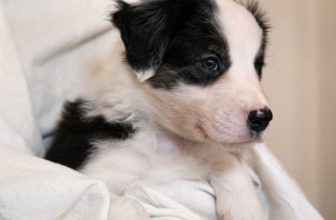 What puppy milk replacer