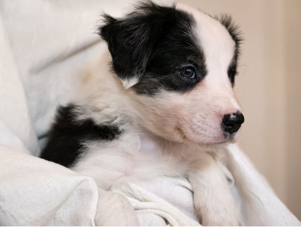 Puppy Milk: Warning & Advice