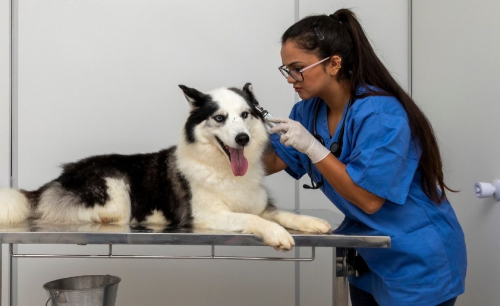 Ear Infections in Dogs - Symptoms, Treatment, & Prevention 2 What to do if your dog has an ear infection