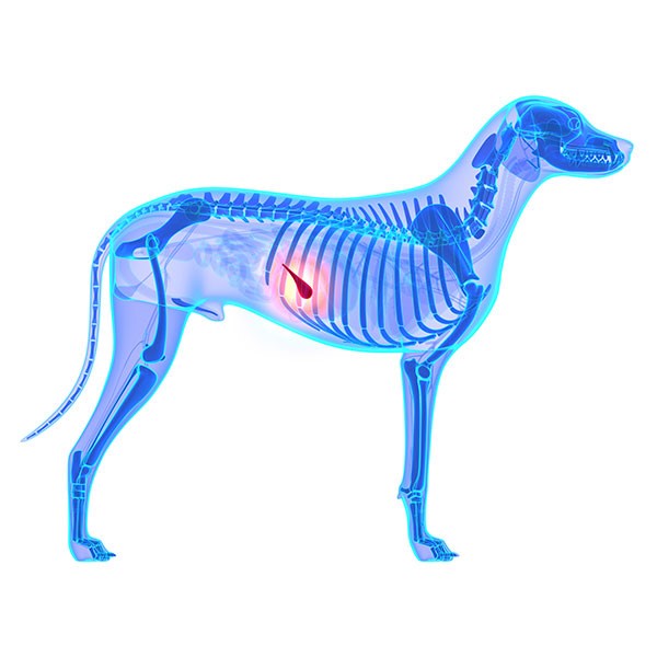 Dog foods low online in fat for pancreatitis