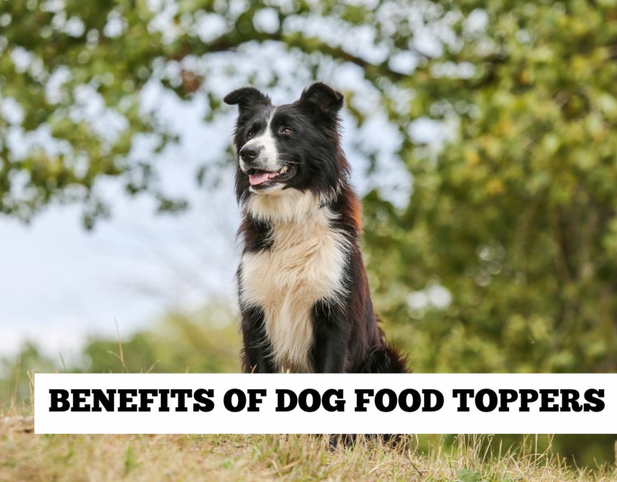 Dog food toppers