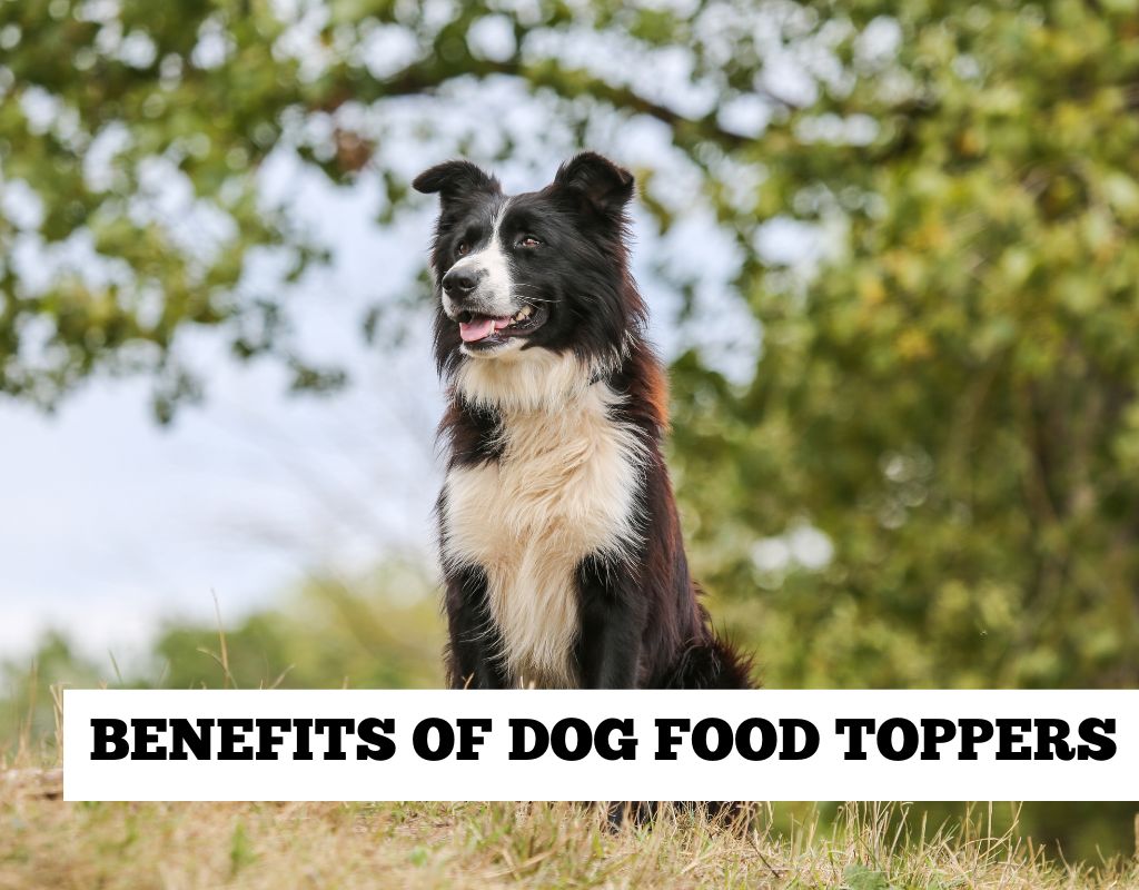 Dog food toppers