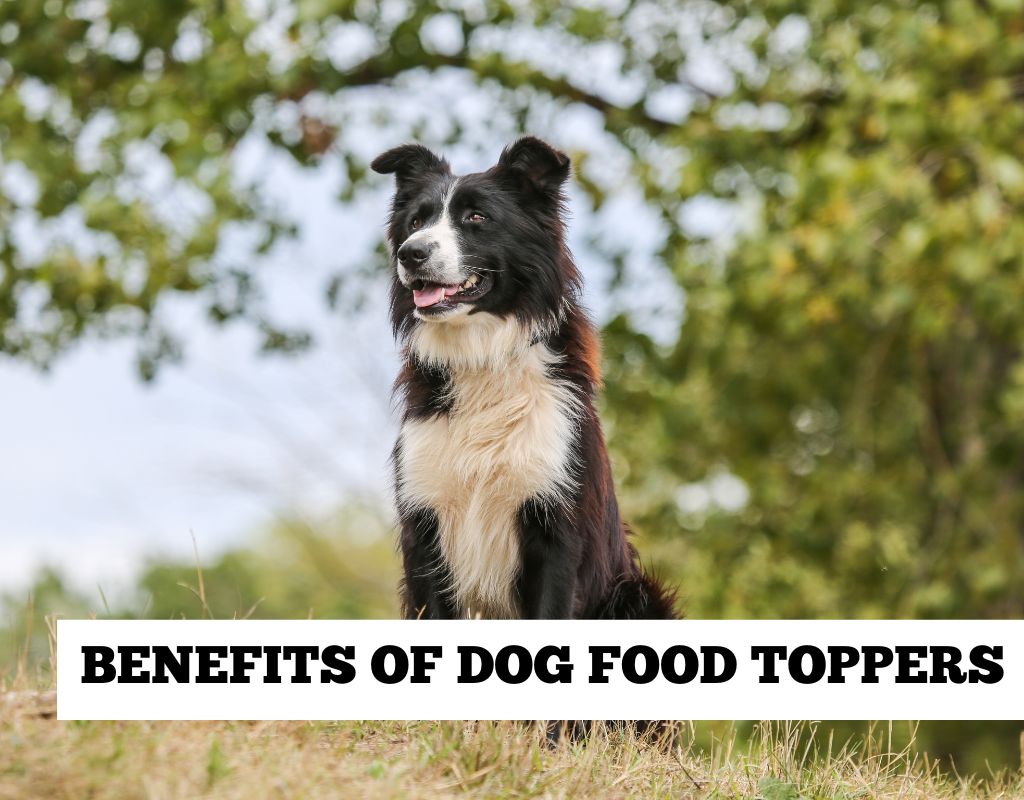 Dog food toppers 1 Dog food toppers