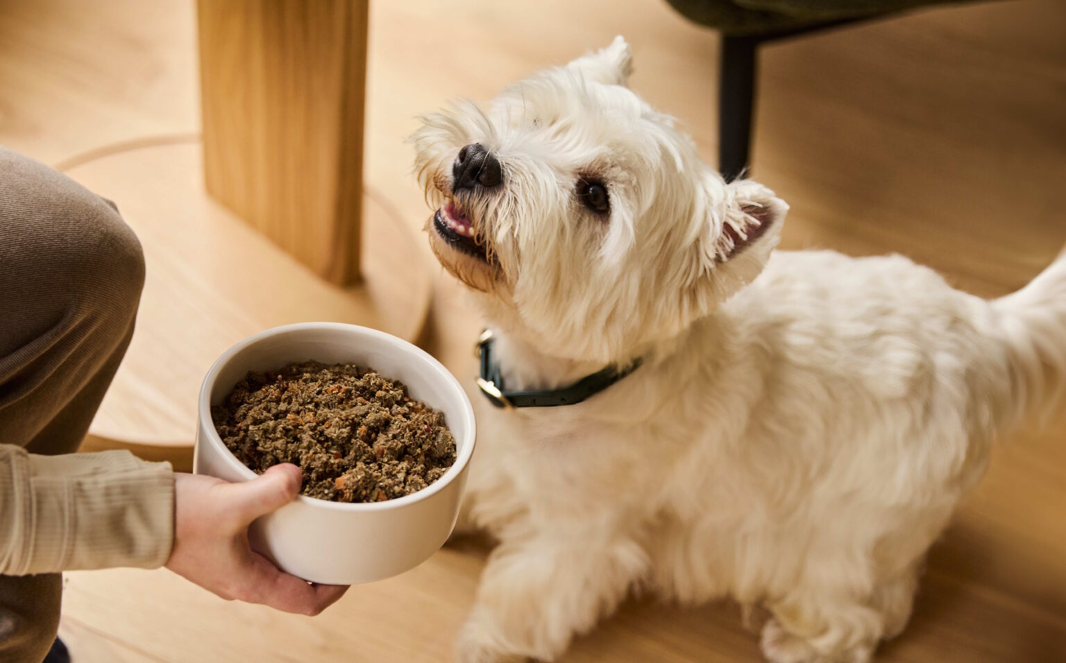Picture of Hypoallergenic Dog Foods: What You Need to Know
