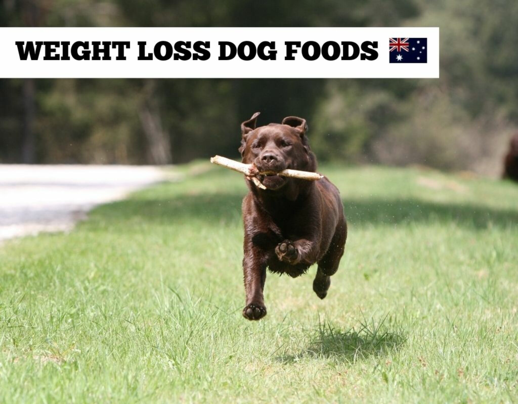 What's the best dog food for weight loss in Australia?