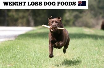 Weight Loss Dog Foods Australia
