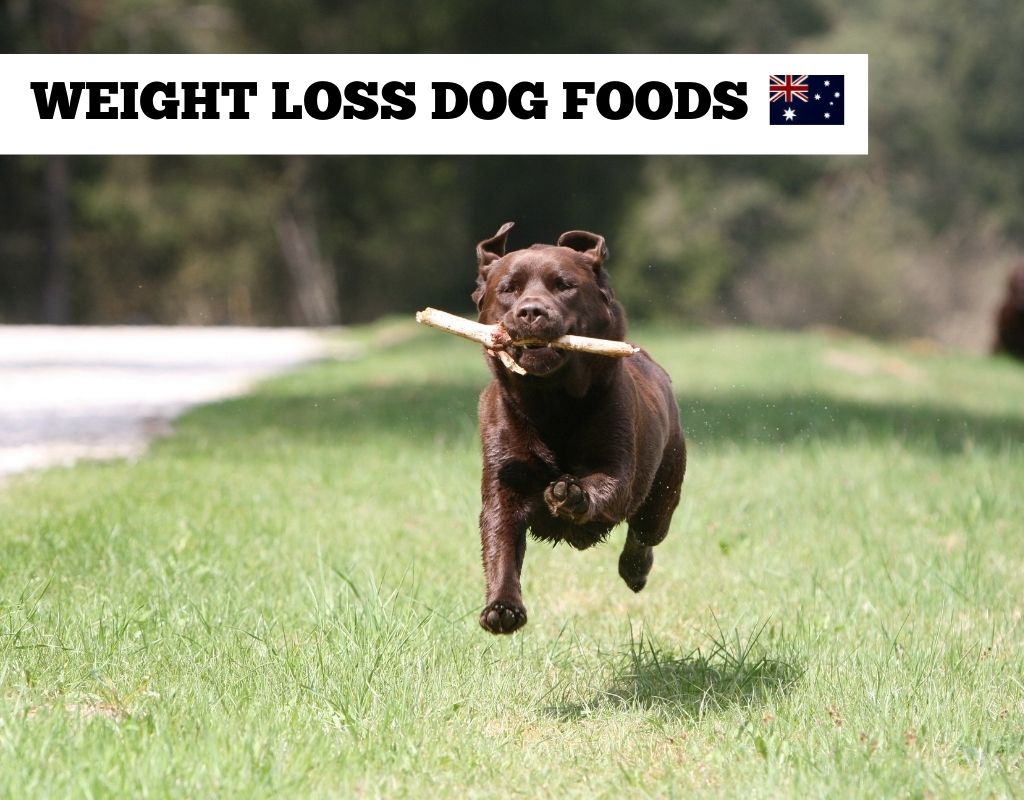 Weight Loss Dog Foods Australia