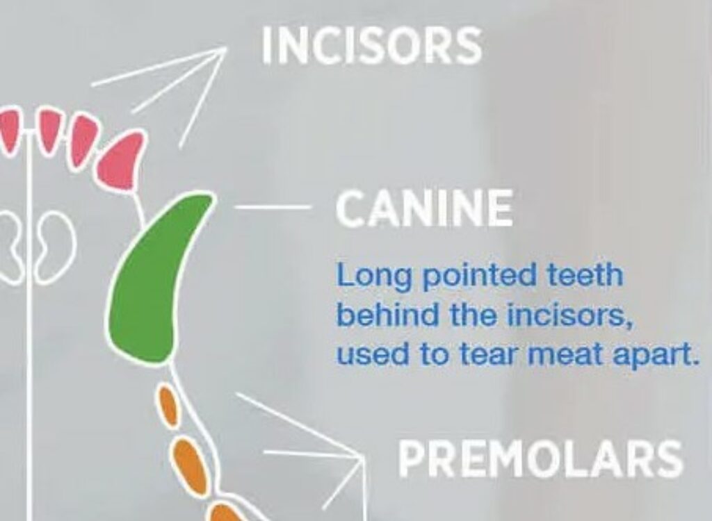 BARF Diets: Are you risking your dog's health? 2 BARF Diets: Are you risking your dog's health?