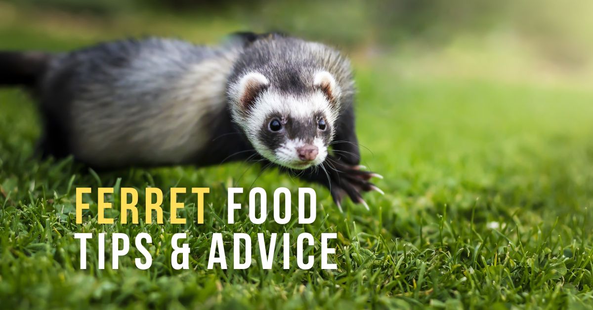 Ferret Food Guide