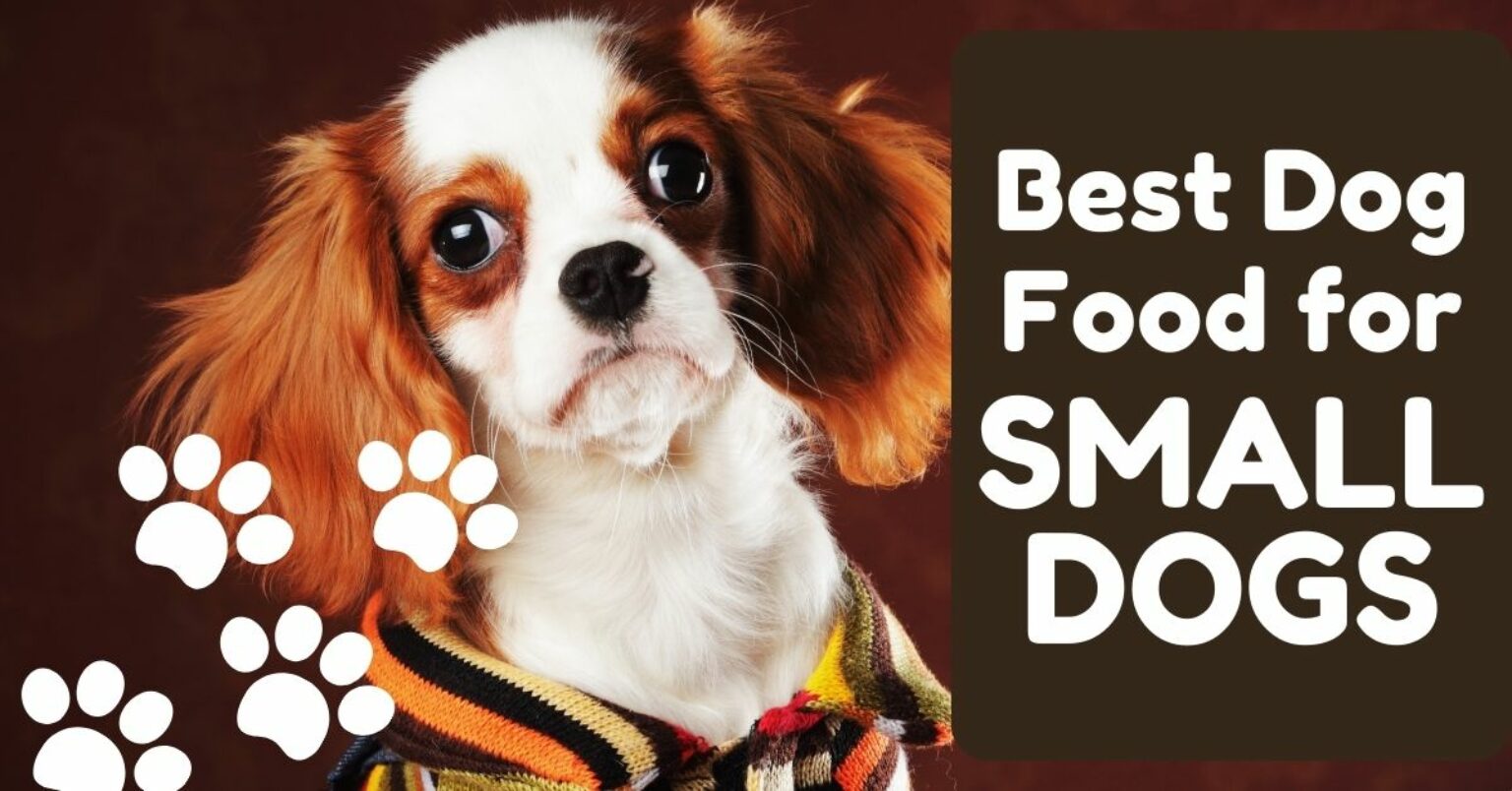 Best Dog Food for Small Dogs