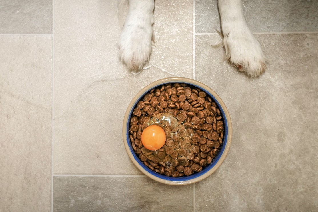 Can dogs eat raw eggs?