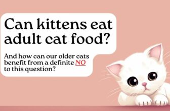 Can kittens eat adult cat food?