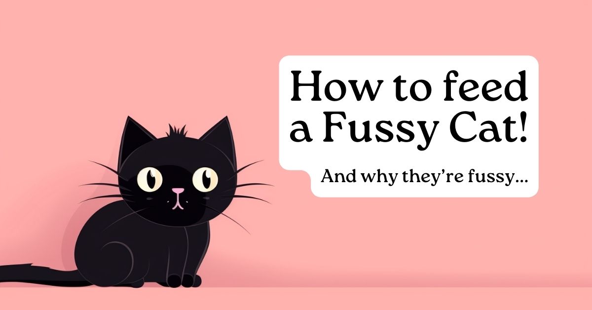 How to feed fussy cats