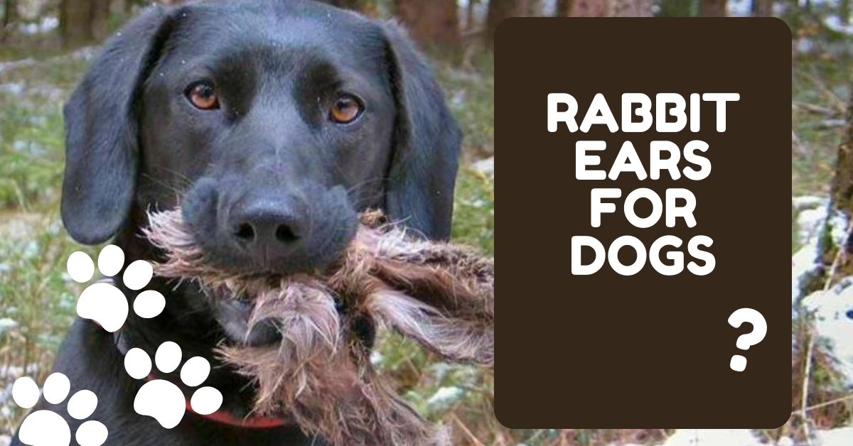 Rabbit ears for dogs