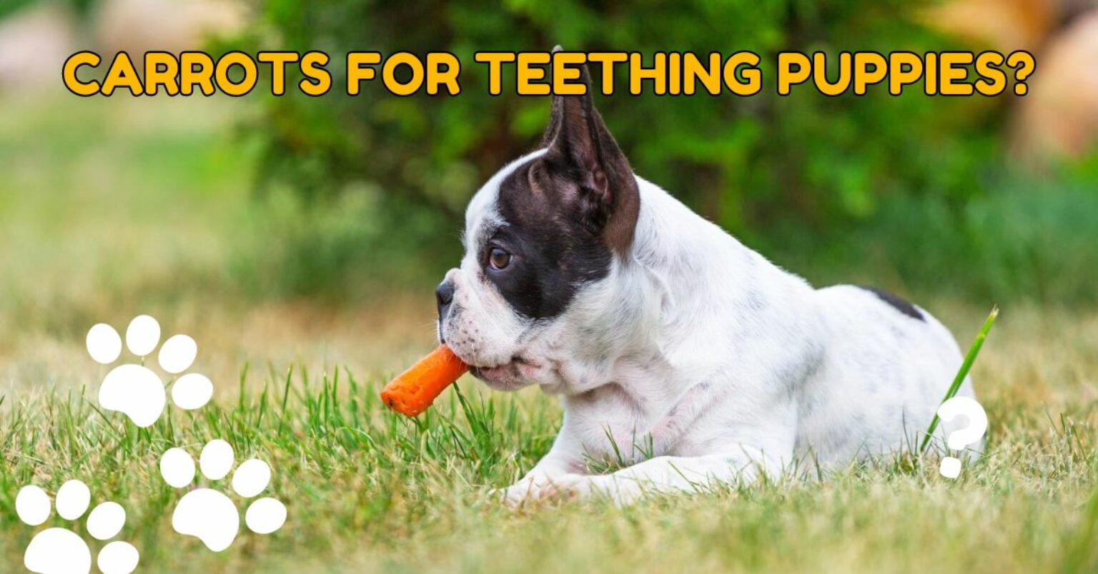 Can You Give Your Puppy Carrots for Teething?