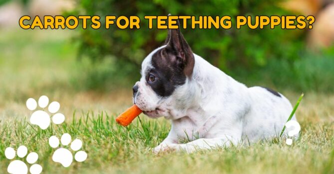 Can You Give A Puppy Carrots for Teething