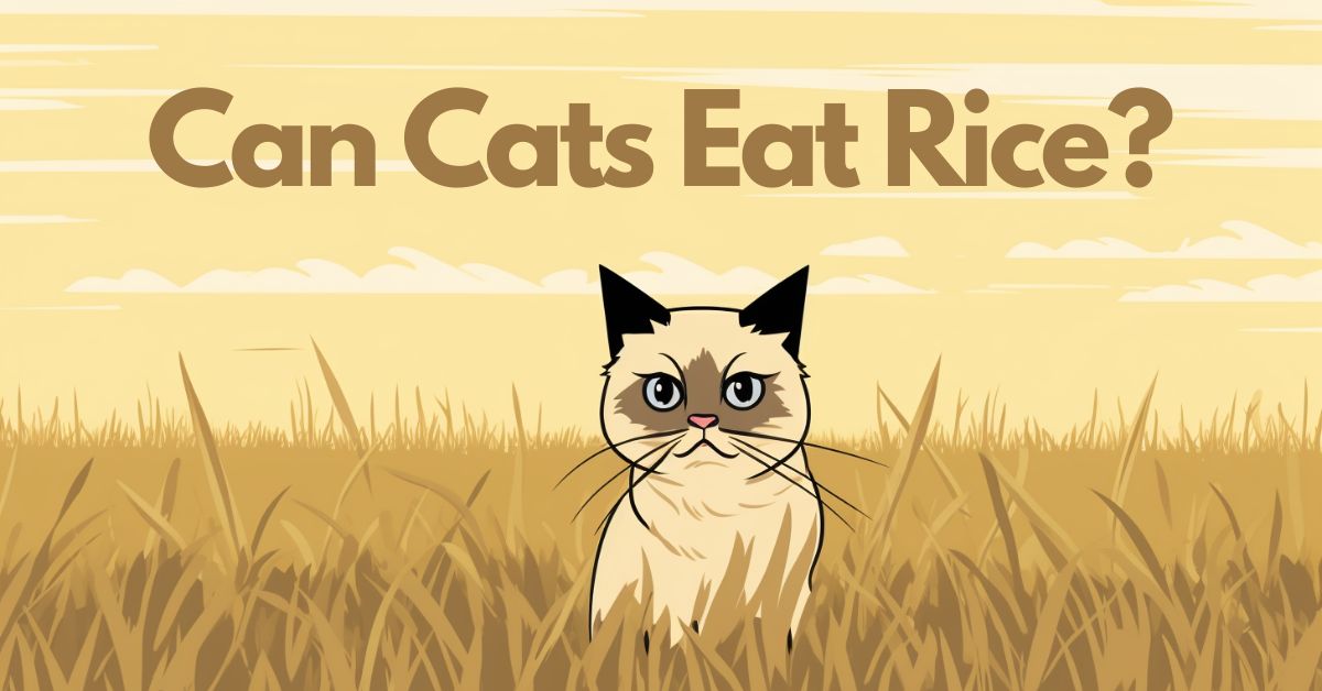 Can a Cat Eat Rice?
