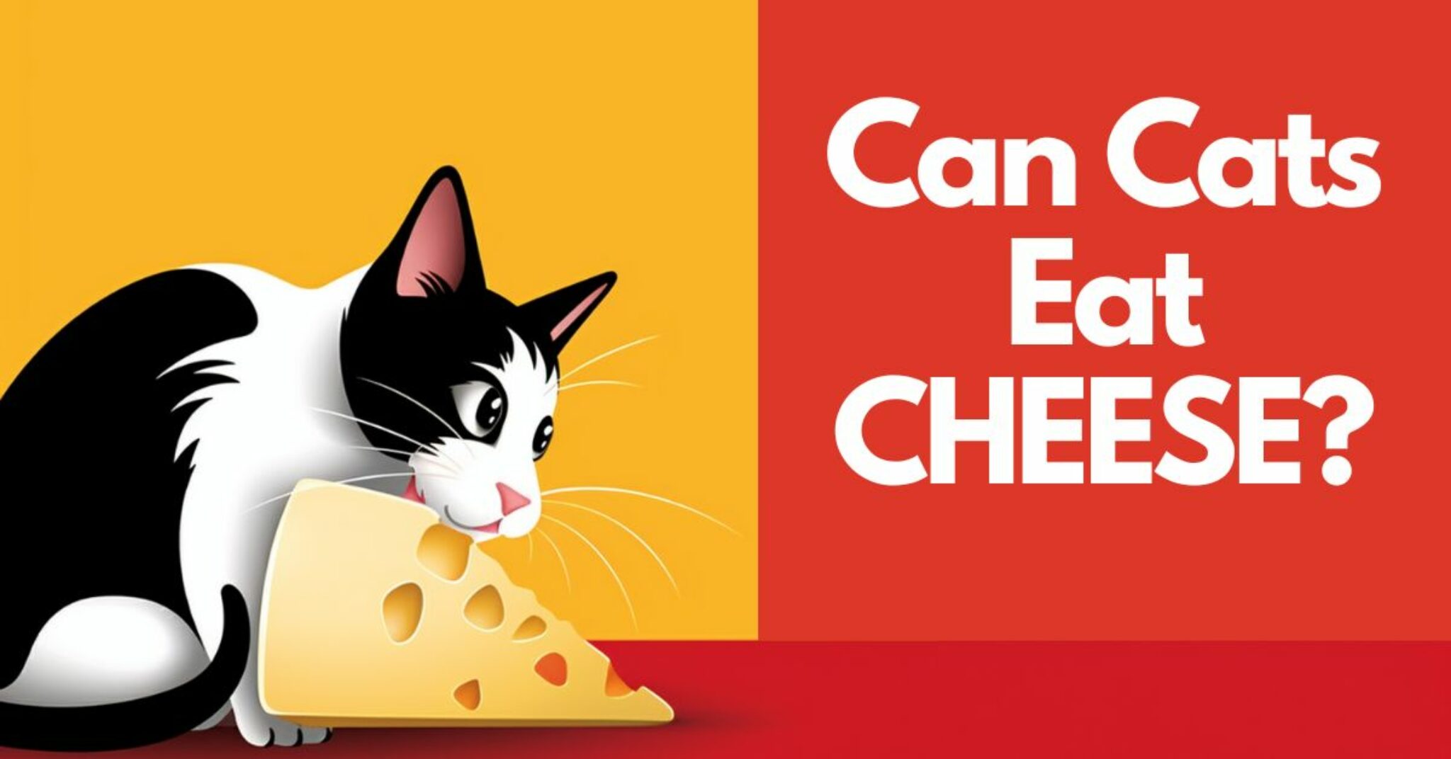 Can a Cat Eat Cheese?