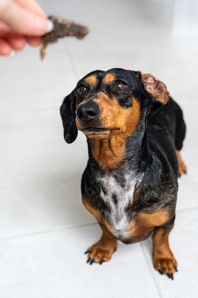 Treats for Dogs with Arthritis 2 Treats for dogs with Arthritis - Eureka dog treats and supplements