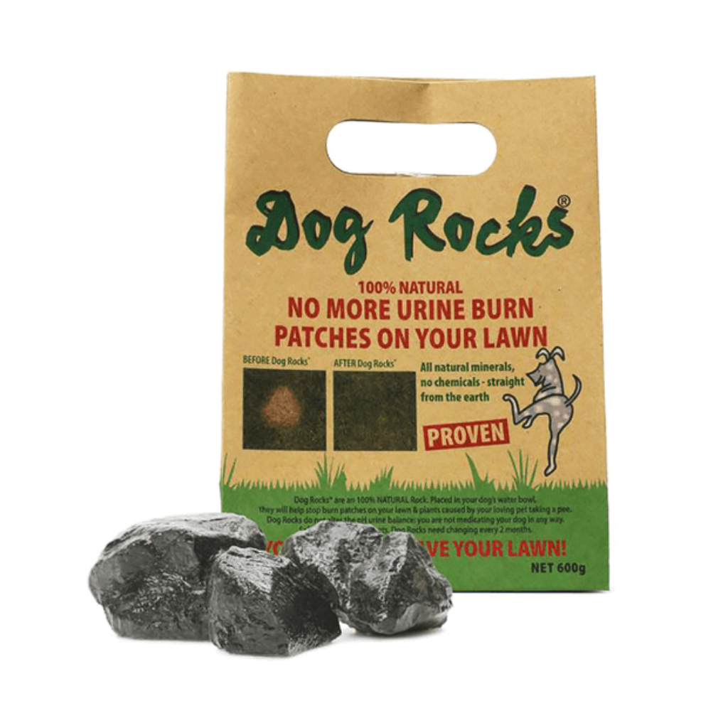 Why does your dog's urine kill the grass? 1 Why does your dog's urine kill the grass?