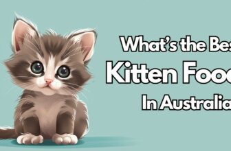 What's the best kitten food in Australia?