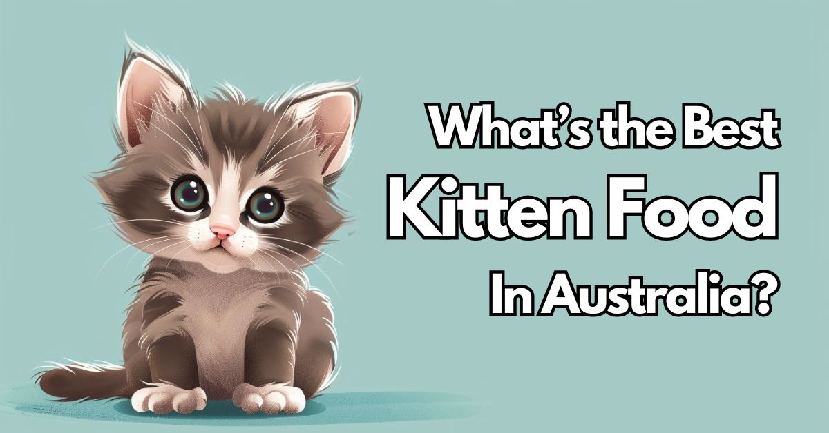 What's the best kitten food in Australia?