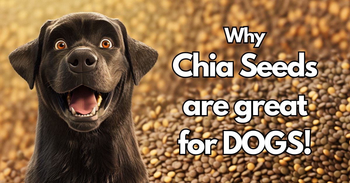 Chia Seeds for Dogs