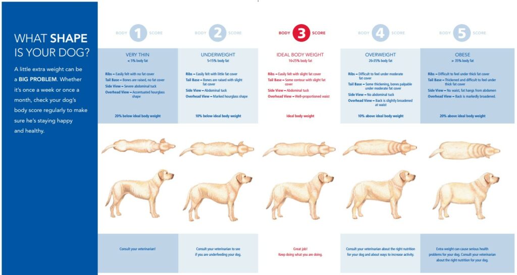 Dog Weight Chart