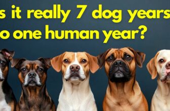 dog years to human years