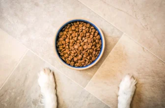 Best Puppy Food Australia