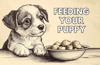 How to feed a puppy