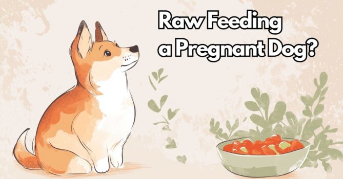Raw feeding a pregnant dog