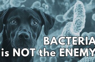 Bacteria in raw dog food