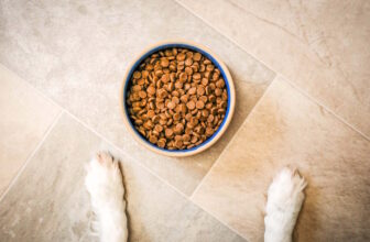 43 Best Dog Food Australia 2025