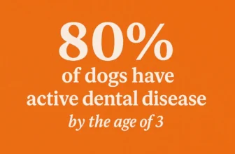 dental disease in dogs and cats