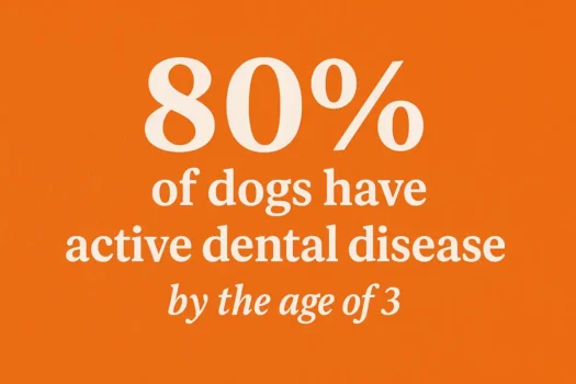 dental disease in dogs and cats