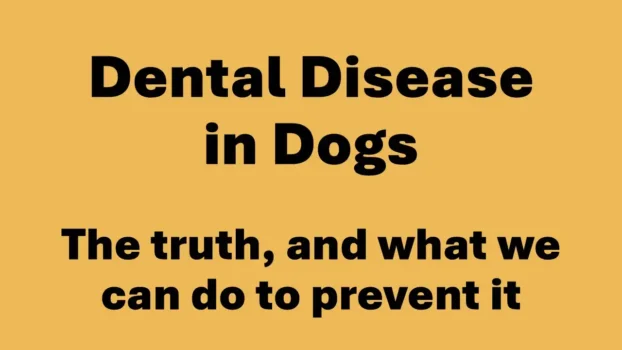 dental disease in dogs and cats
