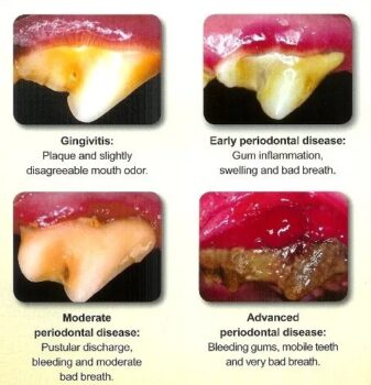 dental dog foods